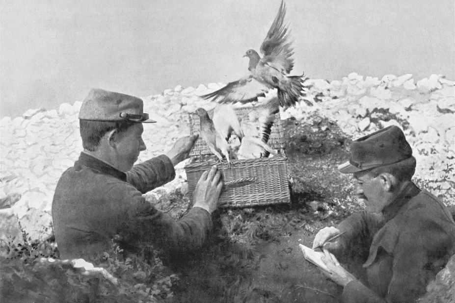 Pigeon messager de guerre